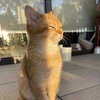 祈祷回家过年头像