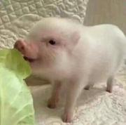 yinda_js的个人资料头像