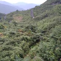 咆哮的翅膀头像