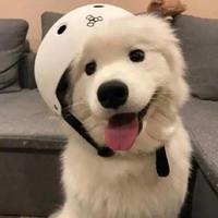 熙夜一雨聊逸盎头像