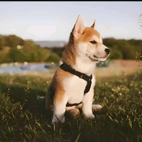 兜里有米不是女的头像