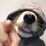 老鸡伏蛎头像
