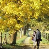 健康艾丽森2X2头像