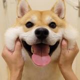 songpulsdmi头像