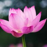 致敬大自然头像