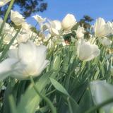 俊俏香瓜eYh头像