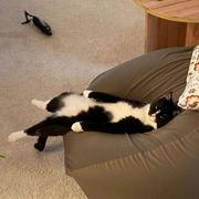 菜鸟前端z的个人资料头像