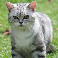 对韭当歌人几何头像