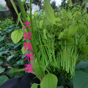 广西农民大叔种野菜