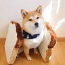 秋田同学的个人资料头像