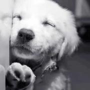 DokBal的个人资料头像