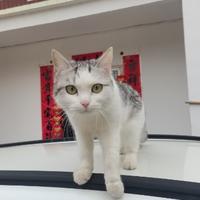 积极的三宝大叔头像