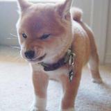 闻人与猫头像