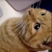 ANIce的个人资料头像