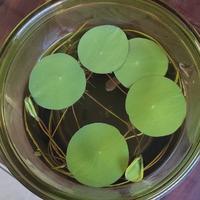 陈淀清水头像