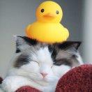 我的六个兄弟呢的个人资料头像