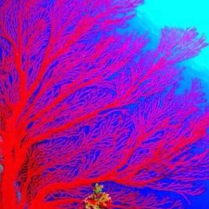 SONG红珊瑚头像
