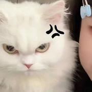 小洋人_的个人资料头像