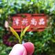 捌零后茶农头像