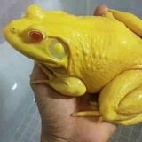 小吕养蛙记头像