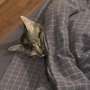 LevineHua的个人资料头像
