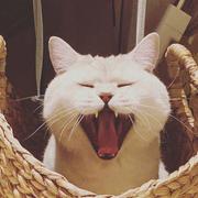 YungRay的个人资料头像