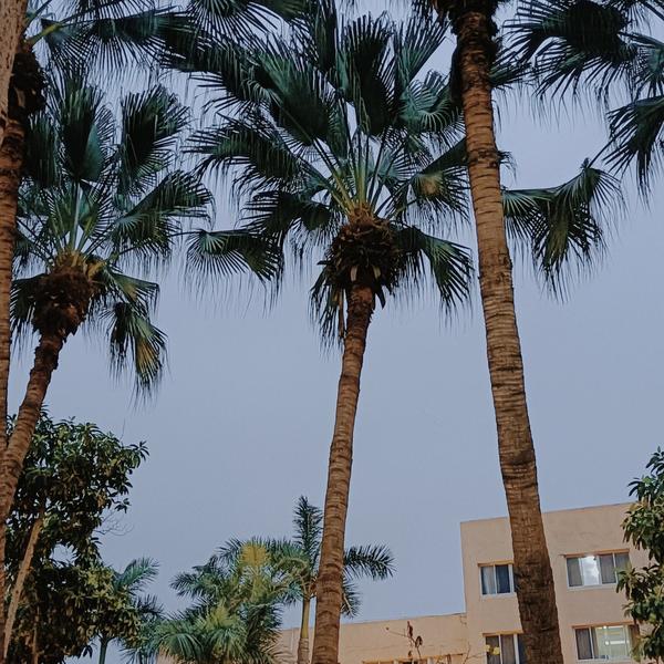 才思敏捷海浪ZW8头像