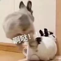 聪明奶酪ltd头像