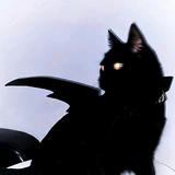 梦里有他的猫头像