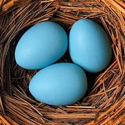 柠檬心178的个人资料头像