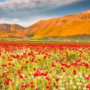 田园山水的个人资料头像