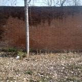 乘风破浪的糯米cn头像