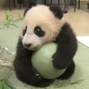 stupidcicada的个人资料头像