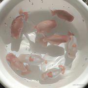 啵梨见雾的个人资料头像