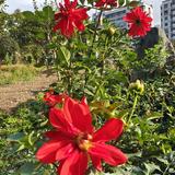 发财树88135头像