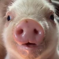 wjj的黑小七头像