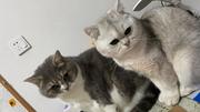 翻肚皮的猫的个人资料头像