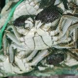 江苏高淳固城湖大闸蟹头像