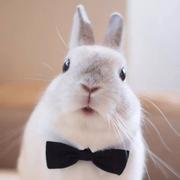 moobbit的个人资料头像