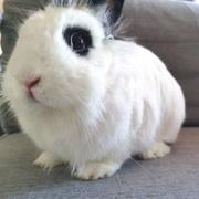 不爱吃萝北的小兔叽的个人资料头像