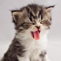 认真弗朗西丝3n5头像