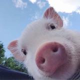 哇呀呀呀765头像