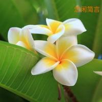 悠闲简言头像