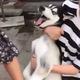 小tcdJdl头像
