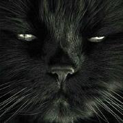 blackshao的个人资料头像