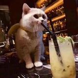 顽强百灵鸟iqq头像