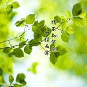 鬱心的个人资料头像