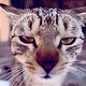 熊猫Tv王盒子 · 红旗H5经典车主·车龄3年头像