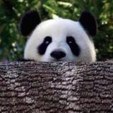 峡谷熊猫王头像