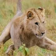 王狮狮的个人资料头像